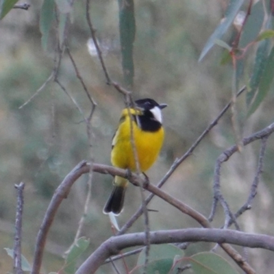 Pachycephala pectoralis (Golden Whistler) at Red Hill Nature Reserve - 21 Jul 2019 by JackyF