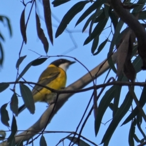 Pachycephala pectoralis at Red Hill Nature Reserve - 21 Jul 2019 04:28 PM