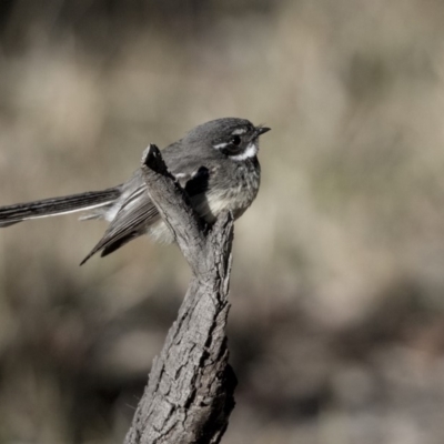 Rhipidura albiscapa (Grey Fantail) at Dunlop, ACT - 21 Jul 2019 by Alison Milton