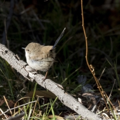 Malurus cyaneus (Superb Fairywren) at The Pinnacle - 21 Jul 2019 by Alison Milton