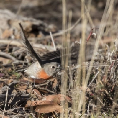 Petroica boodang (Scarlet Robin) at Hawker, ACT - 21 Jul 2019 by AlisonMilton