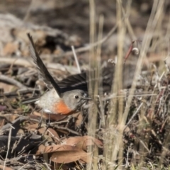 Petroica boodang (Scarlet Robin) at Hawker, ACT - 21 Jul 2019 by Alison Milton