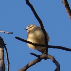 Acanthiza chrysorrhoa (Yellow-rumped Thornbill) at Red Hill to Yarralumla Creek - 21 Jul 2019 by JackyF