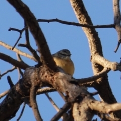 Acanthiza chrysorrhoa at Red Hill Nature Reserve - 21 Jul 2019