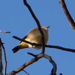 Acanthiza chrysorrhoa at Red Hill Nature Reserve - 21 Jul 2019