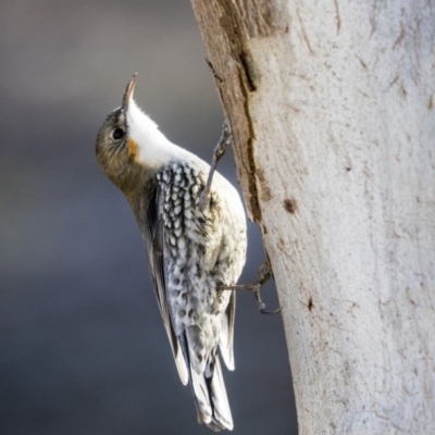 Cormobates leucophaea (White-throated Treecreeper) at Dunlop, ACT - 21 Jul 2019 by AlisonMilton