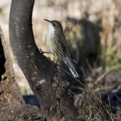 Cormobates leucophaea at Dunlop, ACT - 21 Jul 2019 10:24 AM