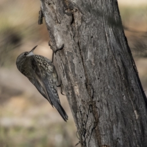 Cormobates leucophaea at Dunlop, ACT - 21 Jul 2019 10:24 AM