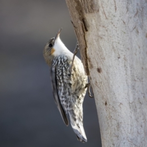 Cormobates leucophaea at Dunlop, ACT - 21 Jul 2019