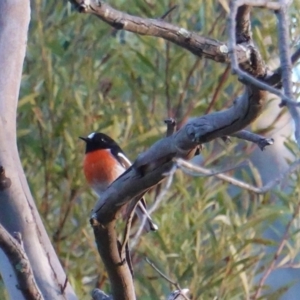 Petroica boodang at Red Hill Nature Reserve - 21 Jul 2019