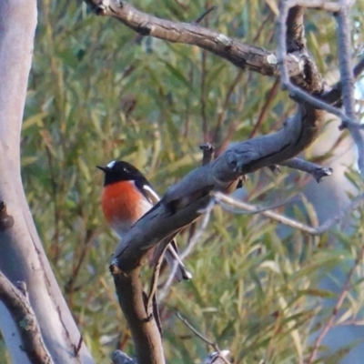 Petroica boodang (Scarlet Robin) at Red Hill Nature Reserve - 21 Jul 2019 by JackyF