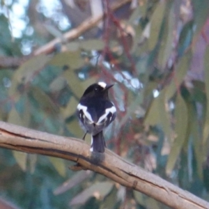 Petroica boodang at Red Hill Nature Reserve - 21 Jul 2019 04:54 PM