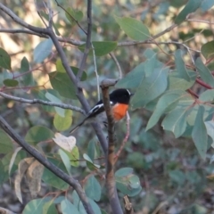 Petroica boodang at Red Hill Nature Reserve - 21 Jul 2019 04:54 PM