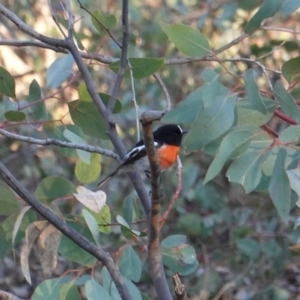 Petroica boodang at Red Hill Nature Reserve - 21 Jul 2019 04:54 PM