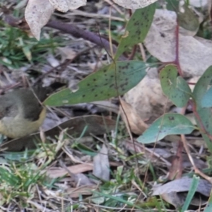 Acanthiza reguloides at Red Hill Nature Reserve - 21 Jul 2019 04:32 PM