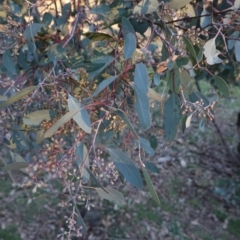Eucalyptus polyanthemos (Red Box) at Red Hill Nature Reserve - 21 Jul 2019 by JackyF