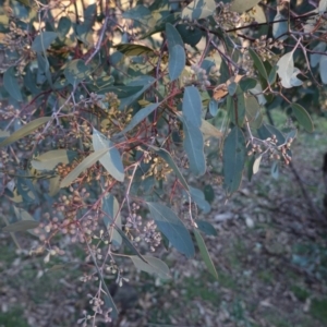 Eucalyptus polyanthemos at Red Hill Nature Reserve - 21 Jul 2019