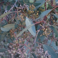 Eucalyptus polyanthemos at Red Hill to Yarralumla Creek - 21 Jul 2019