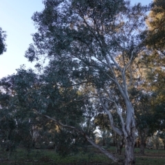 Eucalyptus polyanthemos at Red Hill Nature Reserve - 21 Jul 2019