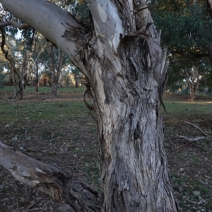 Eucalyptus polyanthemos at Red Hill Nature Reserve - 21 Jul 2019