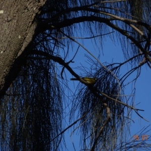 Nesoptilotis leucotis at Red Hill Nature Reserve - 15 Jul 2019 03:52 PM