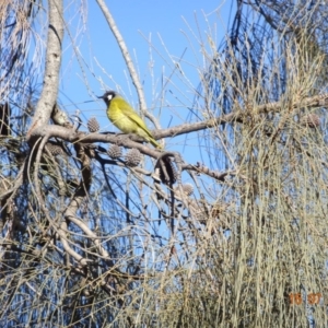 Nesoptilotis leucotis at Red Hill Nature Reserve - 15 Jul 2019 03:52 PM