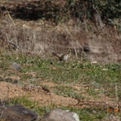 Malurus cyaneus at Red Hill Nature Reserve - 19 Jul 2019 01:40 PM