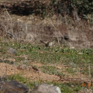 Malurus cyaneus at Red Hill Nature Reserve - 19 Jul 2019 01:40 PM