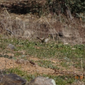 Malurus cyaneus at Red Hill Nature Reserve - 19 Jul 2019