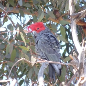 Callocephalon fimbriatum at Hughes, ACT - 21 Jul 2019