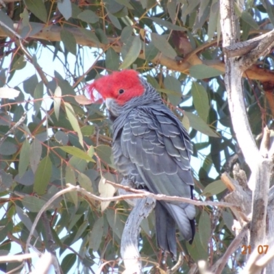 Callocephalon fimbriatum (Gang-gang Cockatoo) at Hughes, ACT - 21 Jul 2019 by TomT