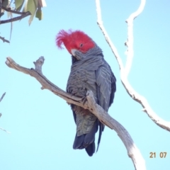 Callocephalon fimbriatum at Hughes, ACT - 21 Jul 2019