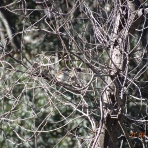 Malurus cyaneus at Red Hill Nature Reserve - 21 Jul 2019 11:58 AM