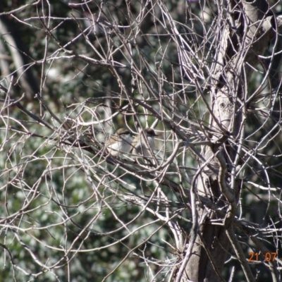 Malurus cyaneus (Superb Fairywren) at Red Hill Nature Reserve - 21 Jul 2019 by TomT