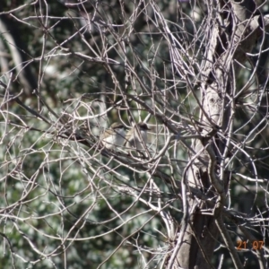 Malurus cyaneus at Red Hill Nature Reserve - 21 Jul 2019