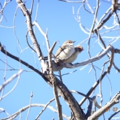 Malurus cyaneus at Red Hill Nature Reserve - 21 Jul 2019