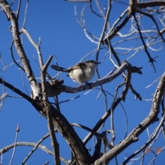 Malurus cyaneus at Red Hill Nature Reserve - 21 Jul 2019