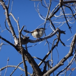 Malurus cyaneus at Red Hill Nature Reserve - 21 Jul 2019 11:58 AM