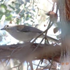 Colluricincla harmonica at Red Hill Nature Reserve - 21 Jul 2019