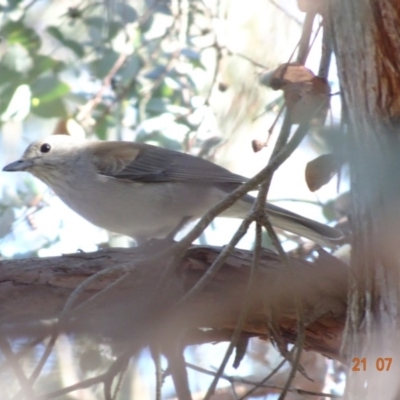 Colluricincla harmonica (Grey Shrikethrush) at Red Hill Nature Reserve - 21 Jul 2019 by TomT