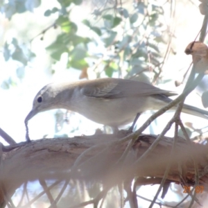 Colluricincla harmonica at Red Hill Nature Reserve - 21 Jul 2019