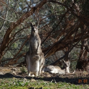 Macropus giganteus at Red Hill Nature Reserve - 21 Jul 2019