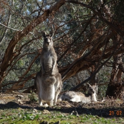 Macropus giganteus (Eastern Grey Kangaroo) at Red Hill Nature Reserve - 21 Jul 2019 by TomT