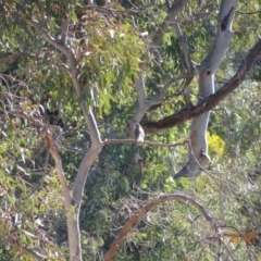 Colluricincla harmonica (Grey Shrikethrush) at Red Hill Nature Reserve - 21 Jul 2019 by TomT