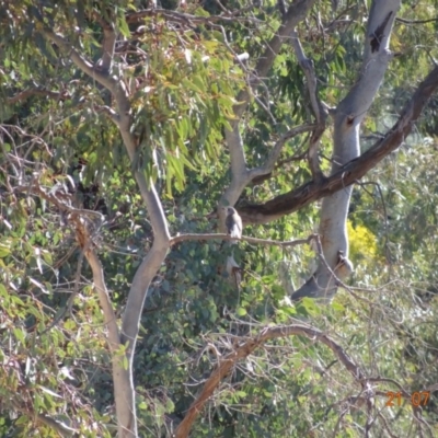 Colluricincla harmonica (Grey Shrikethrush) at Red Hill Nature Reserve - 21 Jul 2019 by TomT