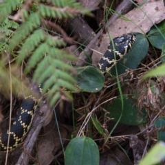 Hoplocephalus bungaroides (Broad-headed Snake) at Bundanoon, NSW - 18 Oct 2014 by NigeHartley