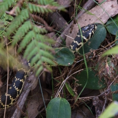 Hoplocephalus bungaroides (Broad-headed Snake) at Bundanoon, NSW - 18 Oct 2014 by NigeHartley