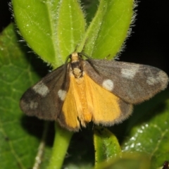 Anestia (genus) (A tiger moth) at Evatt, ACT - 16 Nov 2017 by TimL