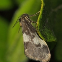 Anestia (genus) (A tiger moth) at Evatt, ACT - 16 Nov 2017 by TimL