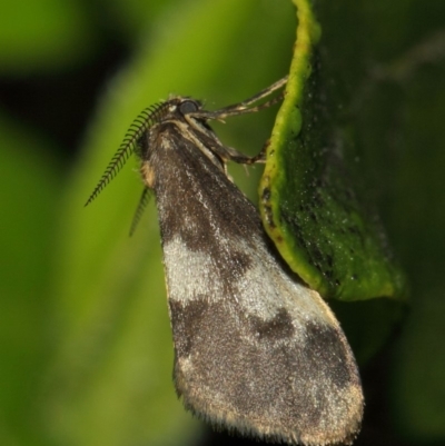 Anestia (genus) (A tiger moth) at Evatt, ACT - 17 Nov 2017 by TimL